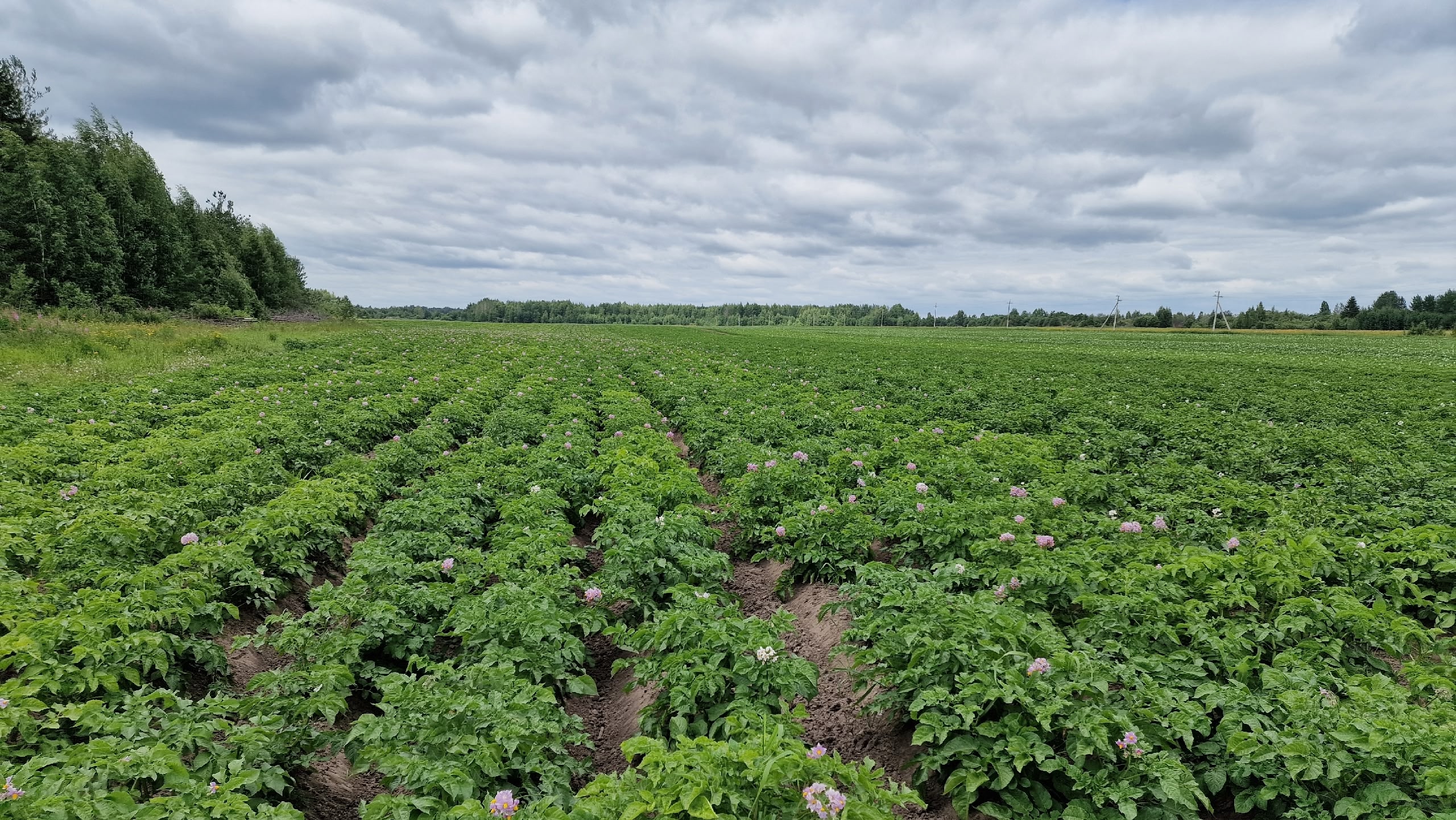 Шенкурский муниципальный округ – первые итоги сельскохозяйственного года.